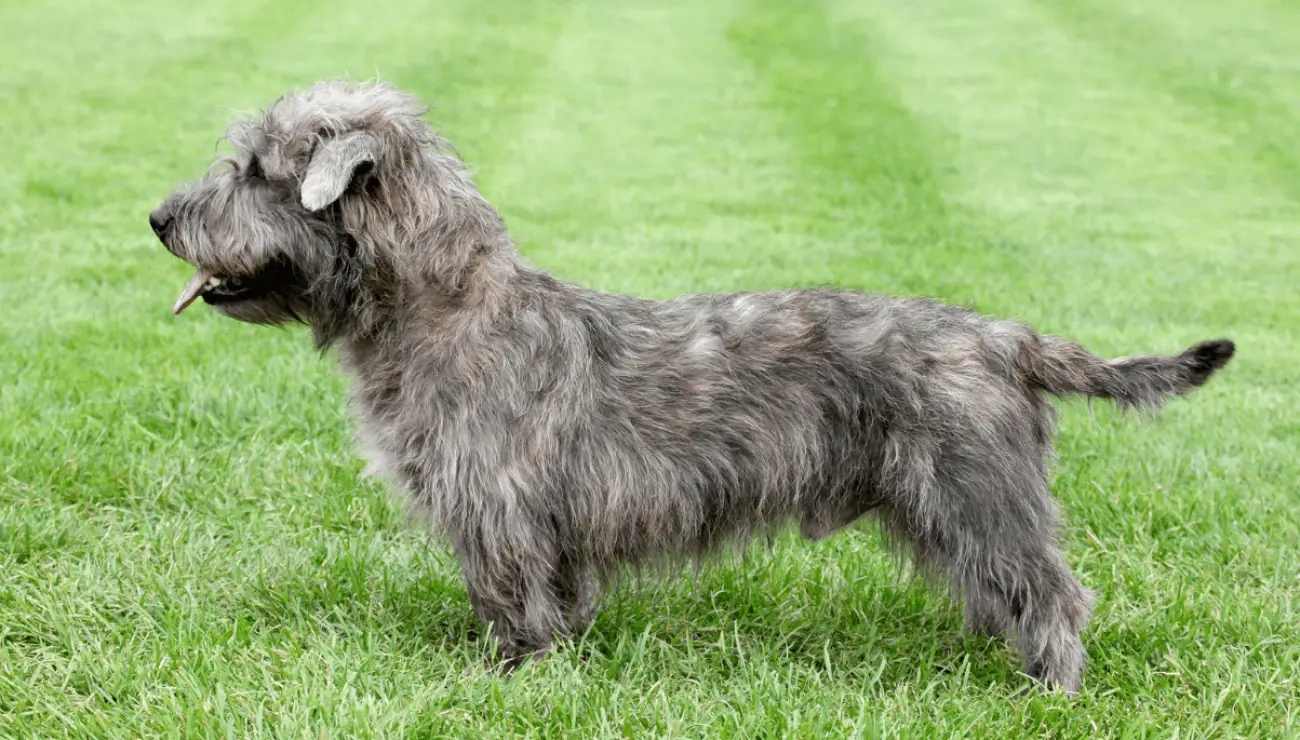 Glen of Imaal Terrier