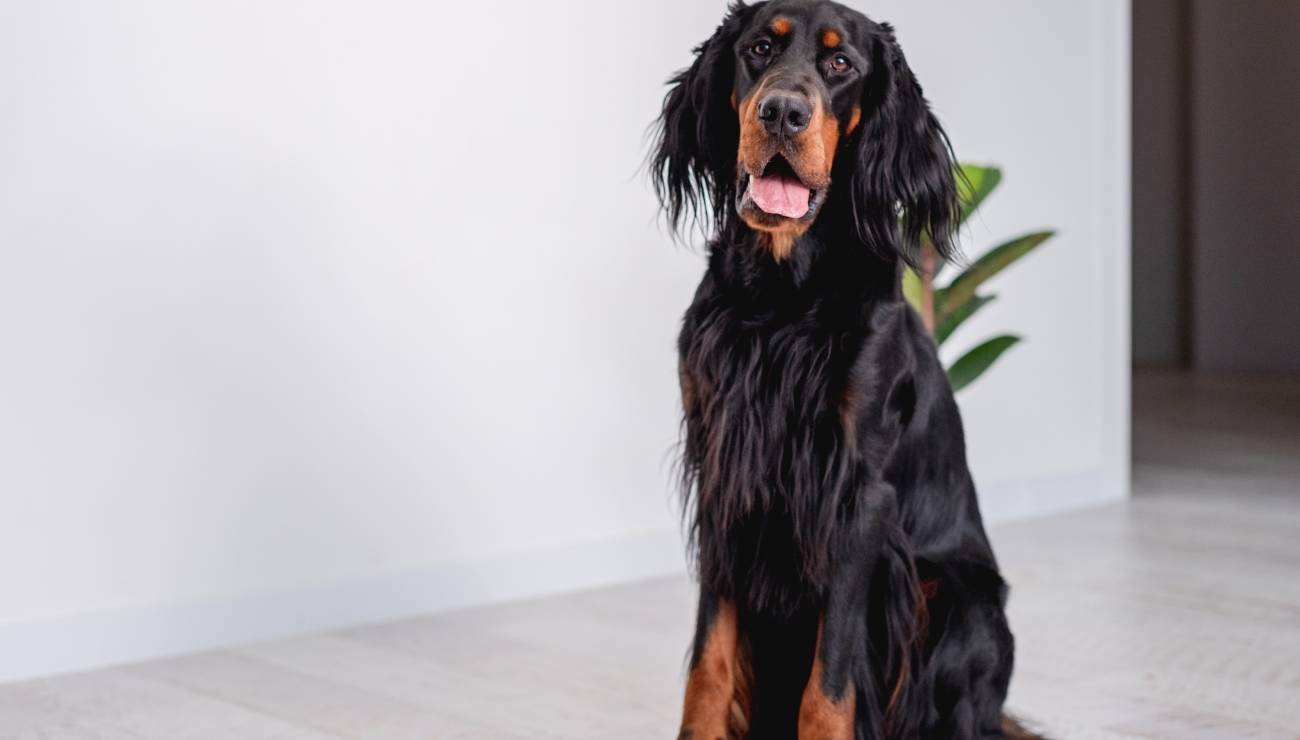 Gordon Setter 0