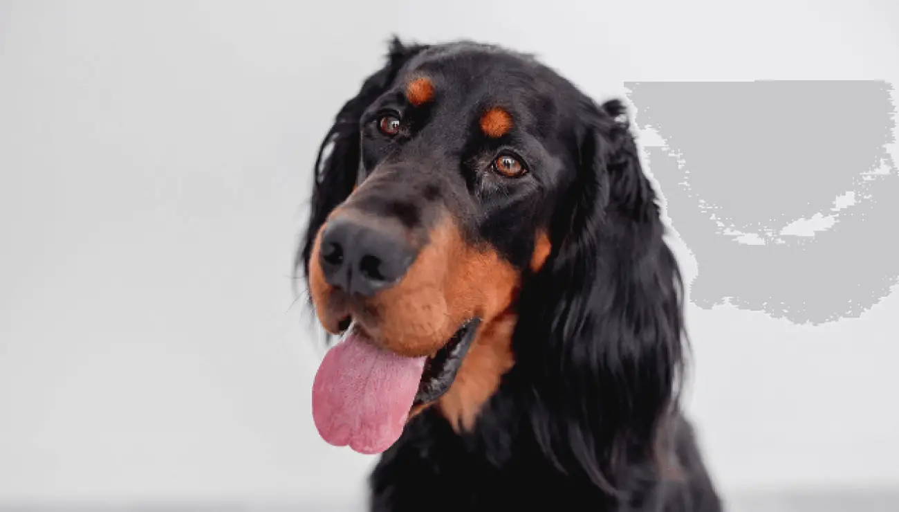 Gordon Setter 4