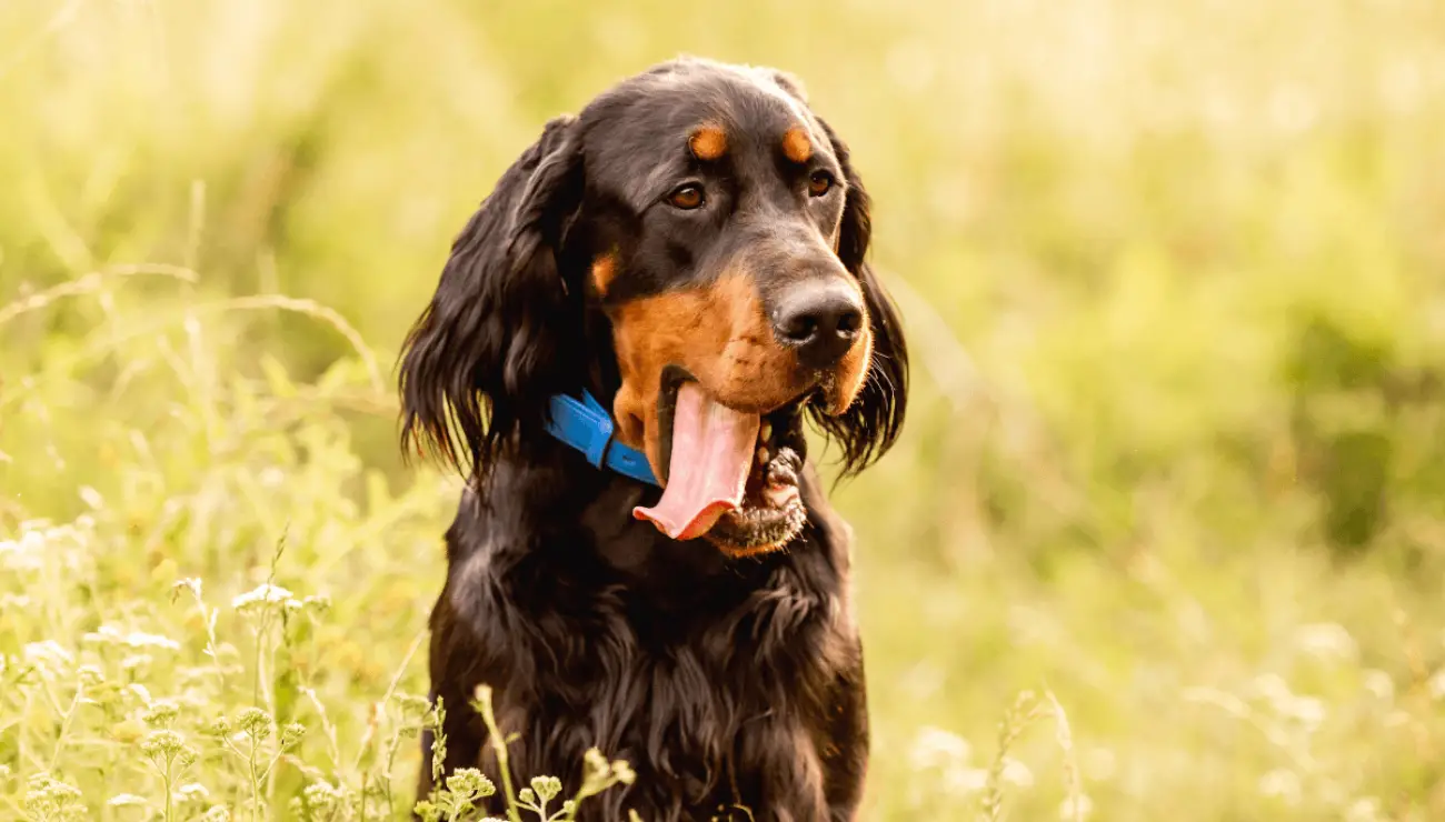 Gordon Setter