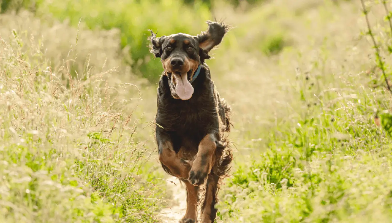 Gordon Setter 2