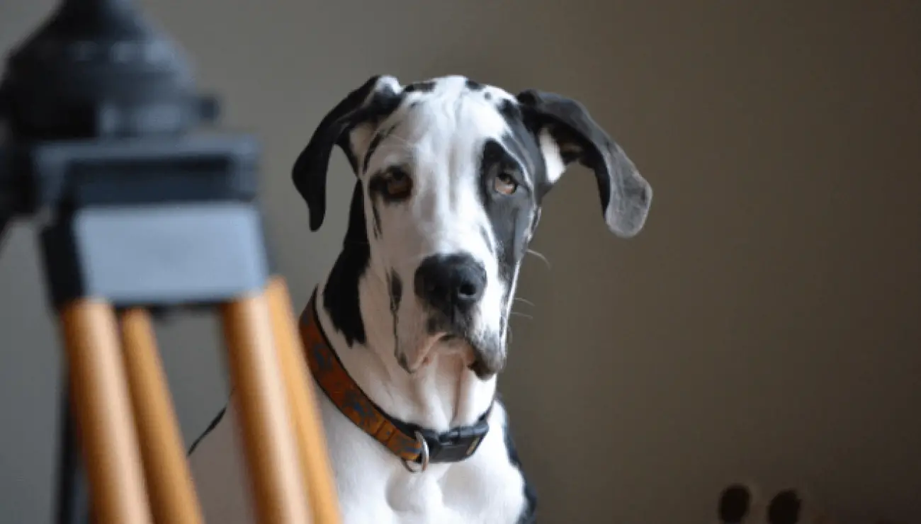 Great Dane 1