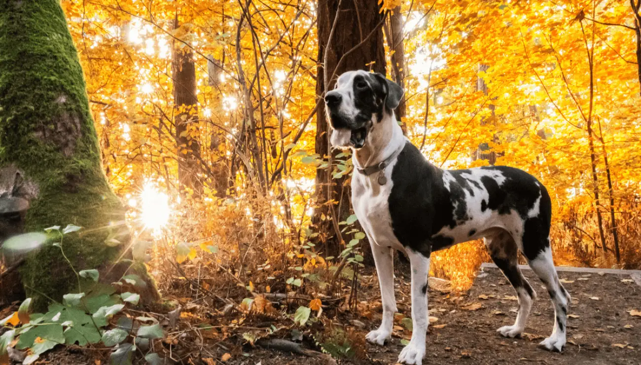 Dogue Allemand