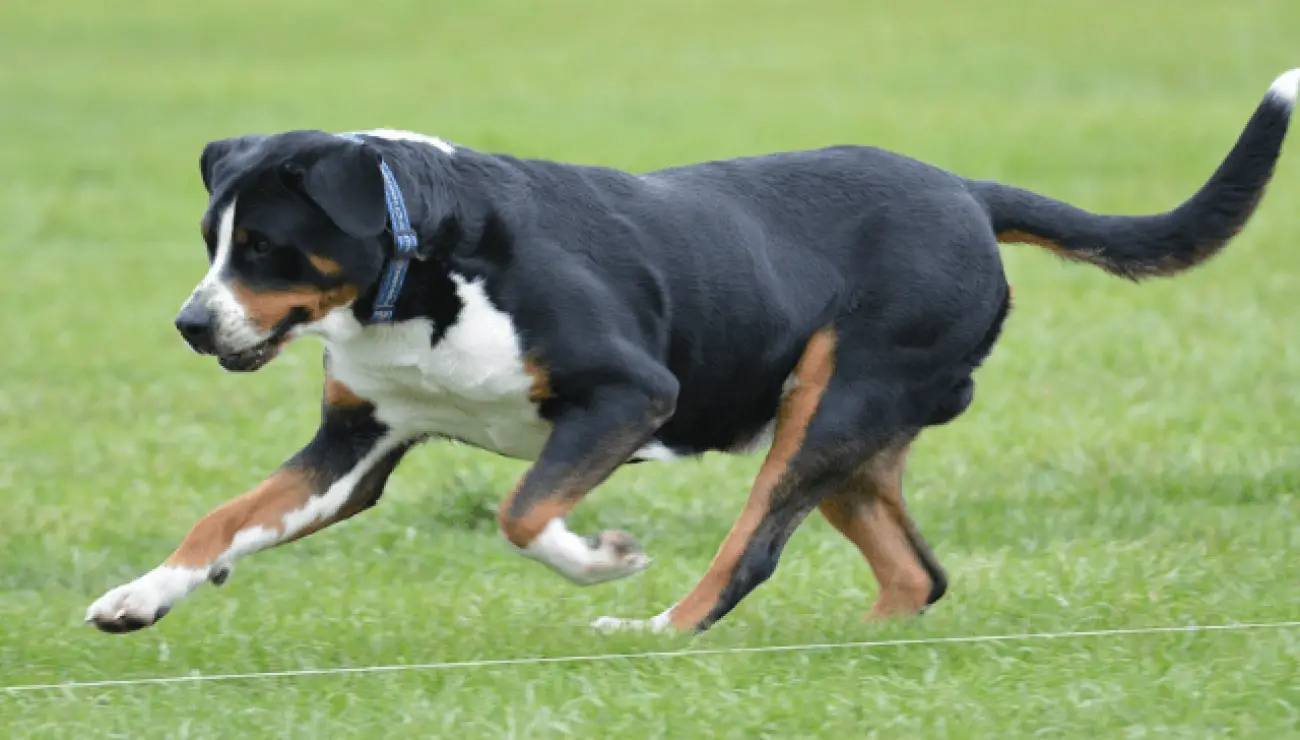 Grosser Schweizer Sennenhund 0