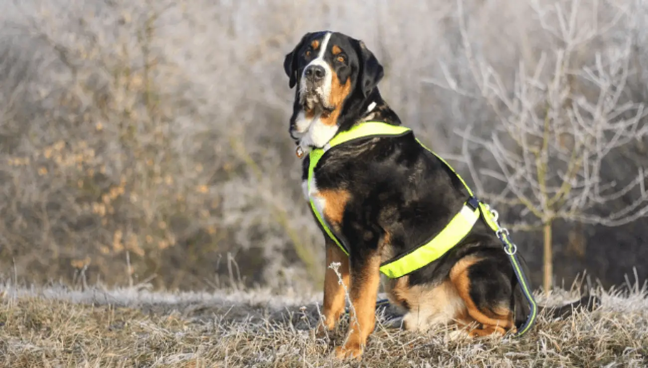 Greater Swiss Mountain Dog 4