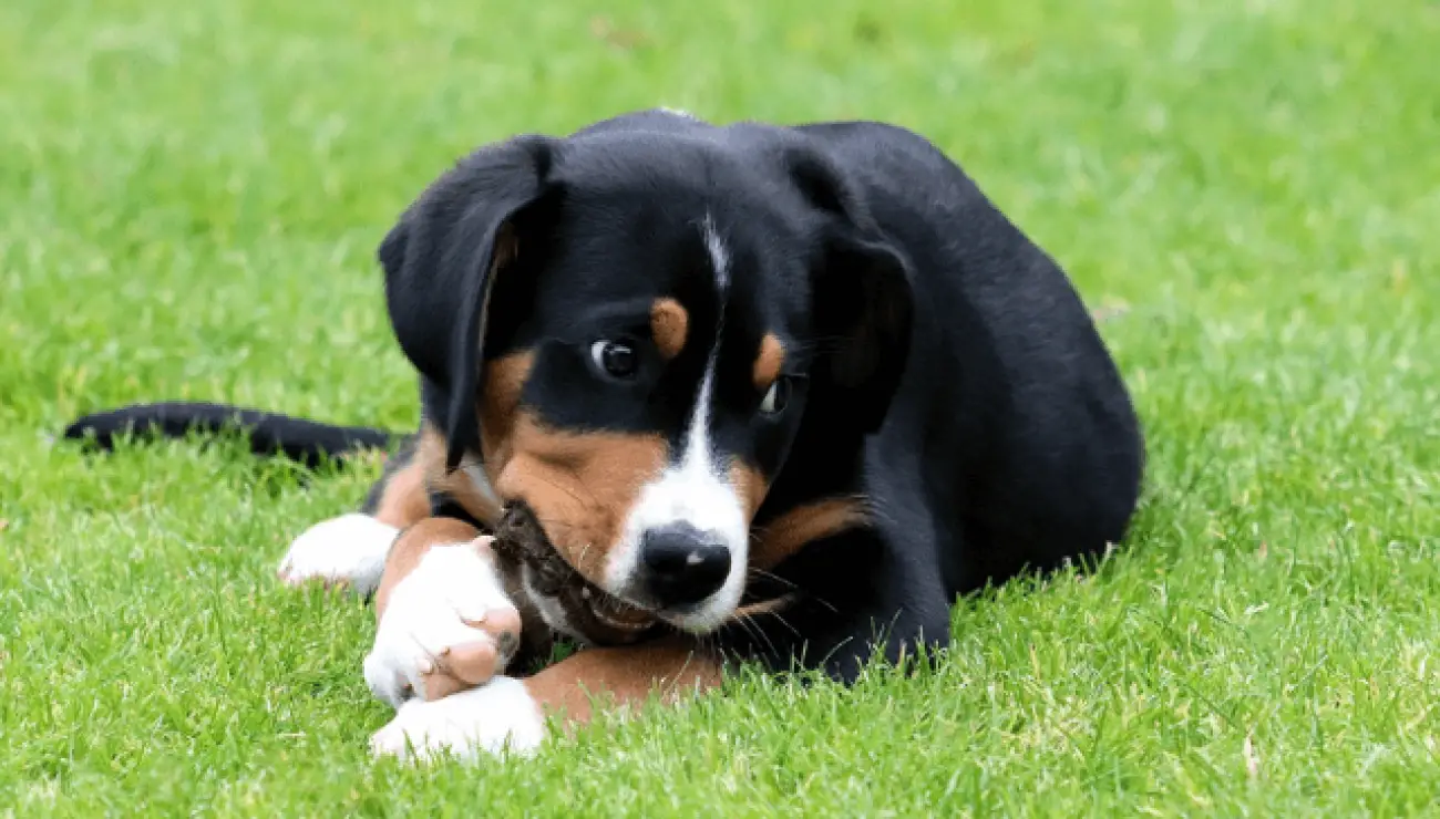 Greater Swiss Mountain Dog 2