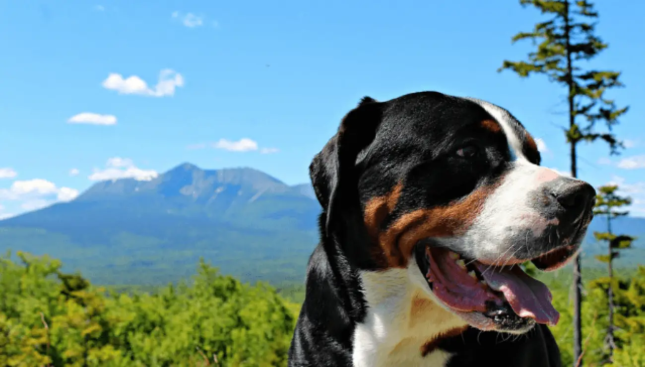 Greater Swiss Mountain Dog 1