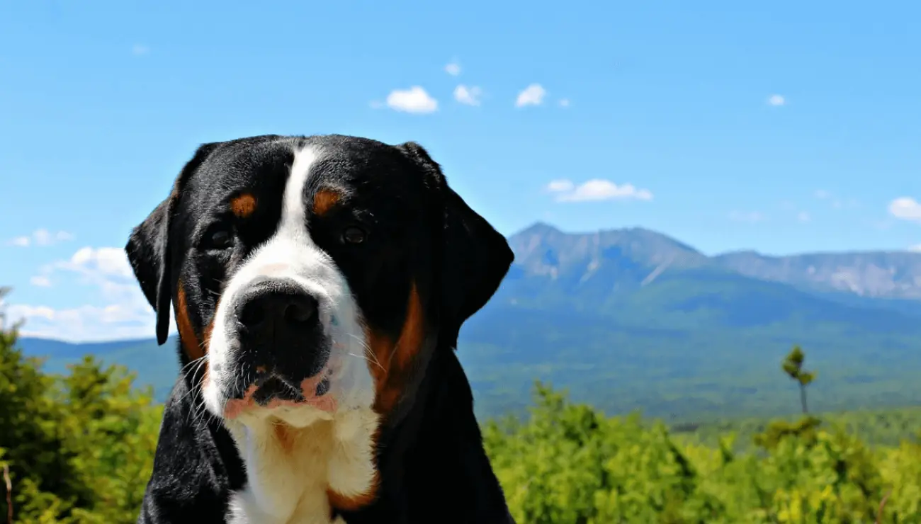 Greater Swiss Mountain Dog