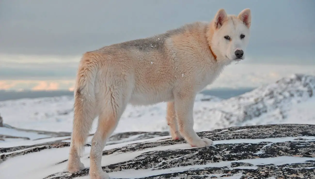 Chien du Groenland