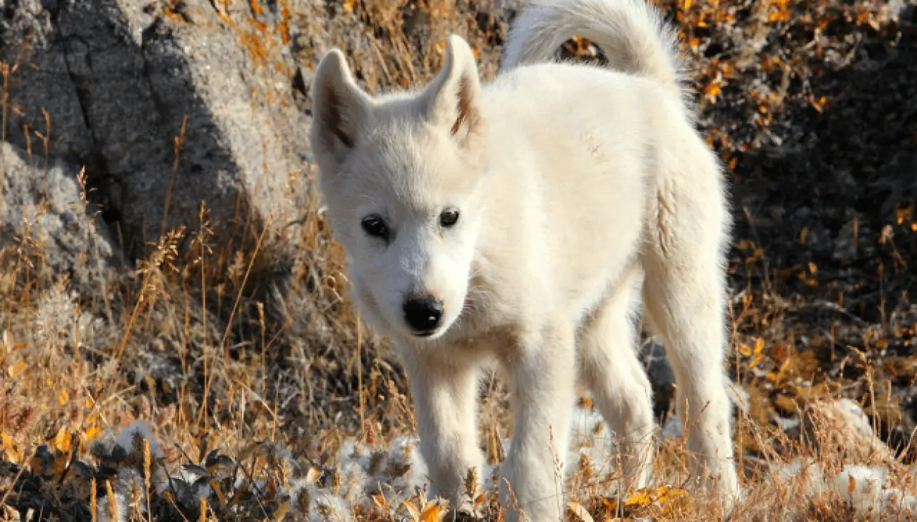 Greenland Dog 0