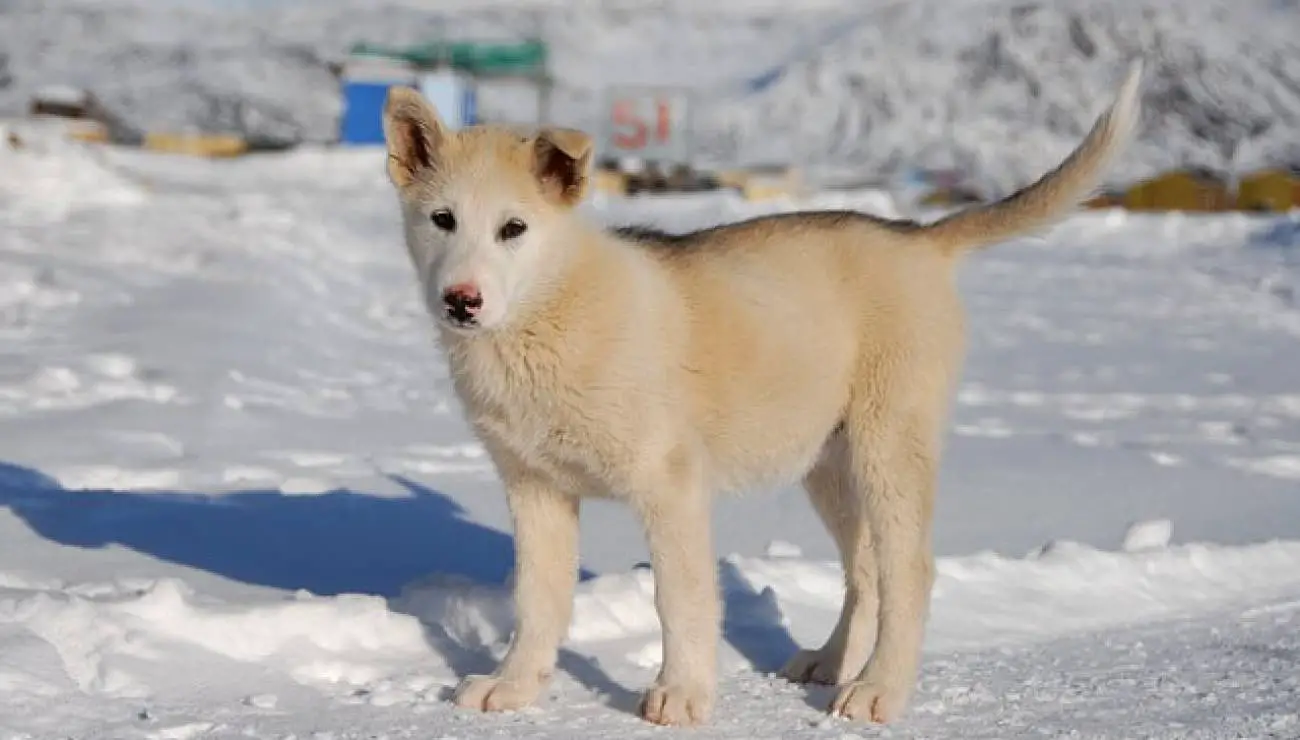 Groenlandhund 1