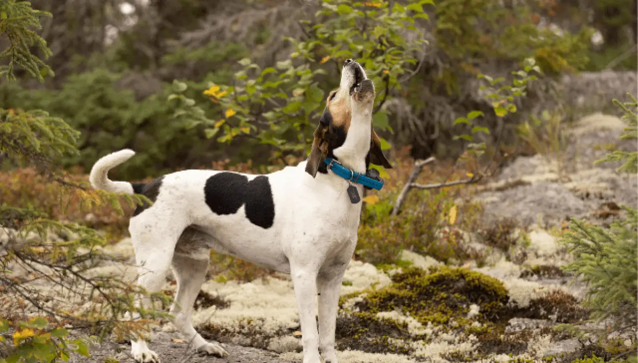 Chien Courant de Halden 2