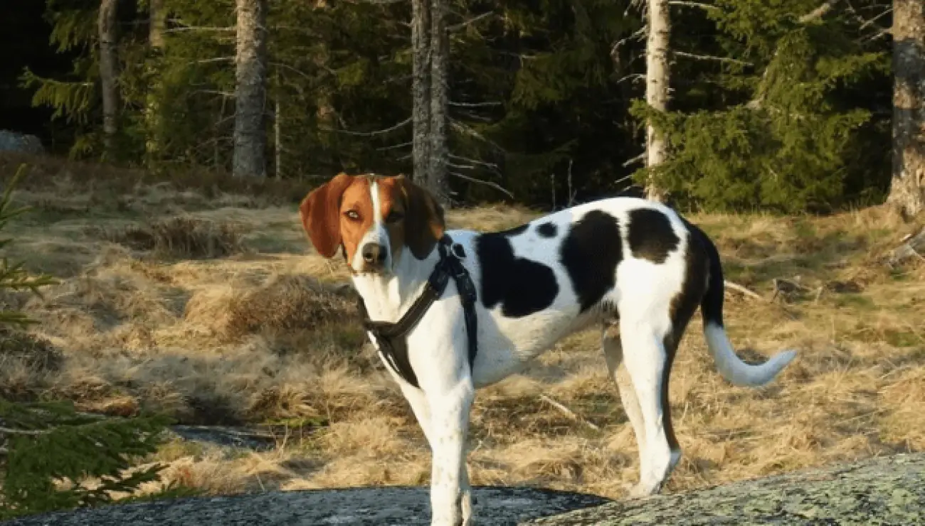 Chien Courant de Halden 3