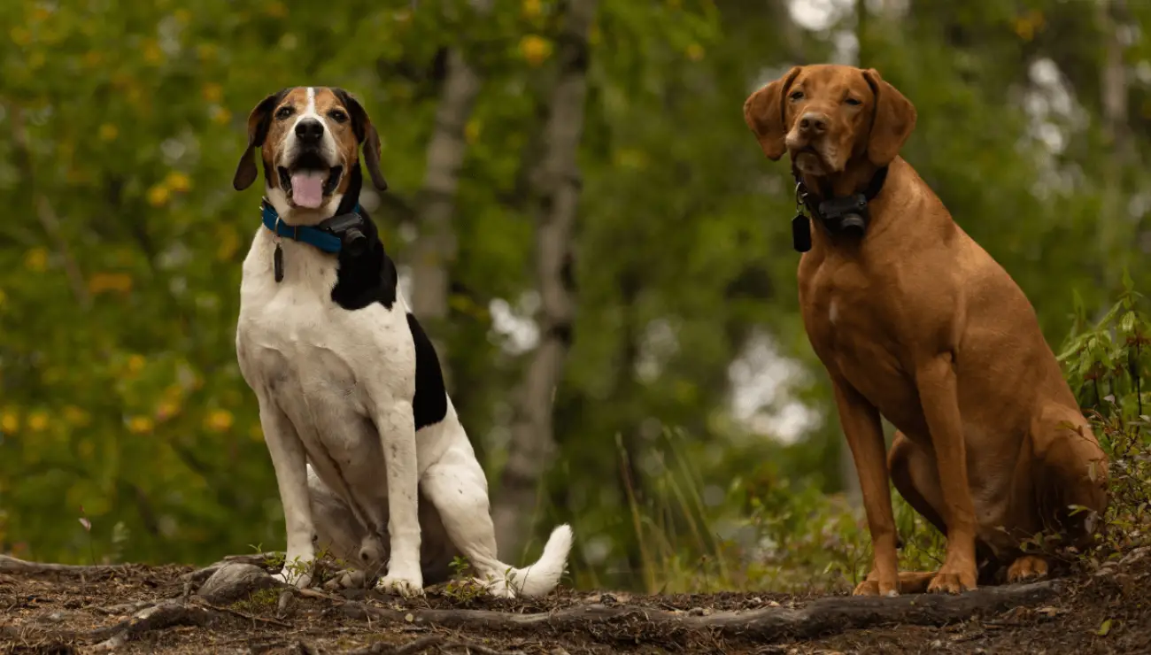 Chien Courant de Halden