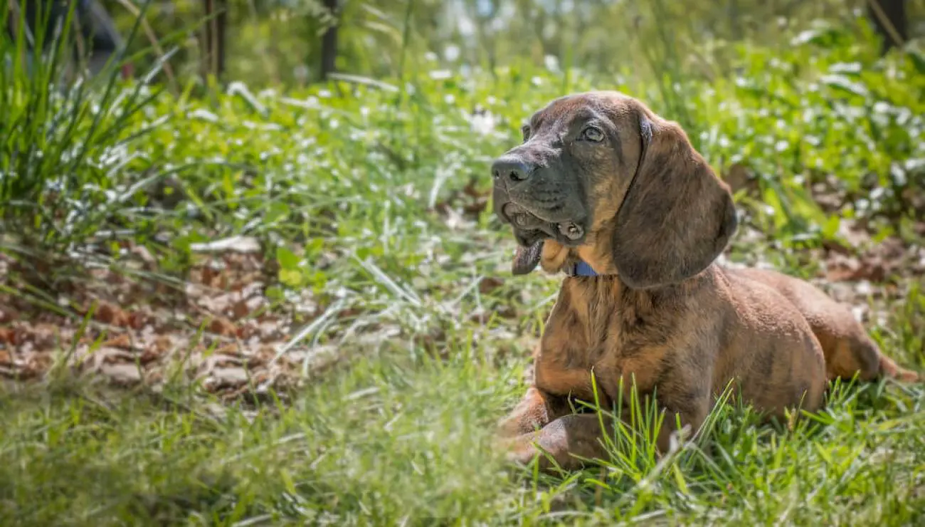 Chien de recherche au sang de Hanovre