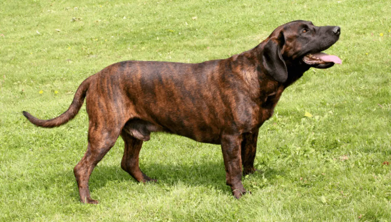 Hanoverian Scenthound 1