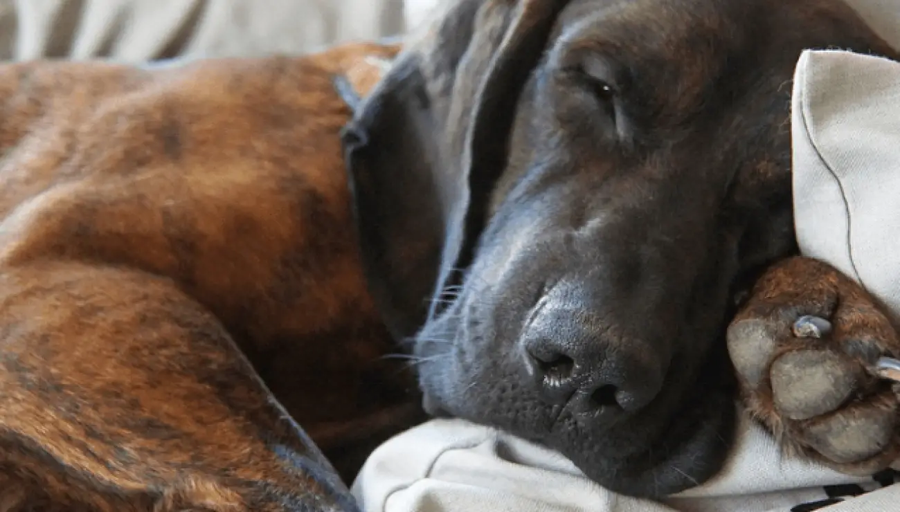 Chien de recherche au sang de Hanovre 0