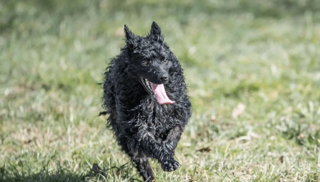 Croatian Sheepdog 2