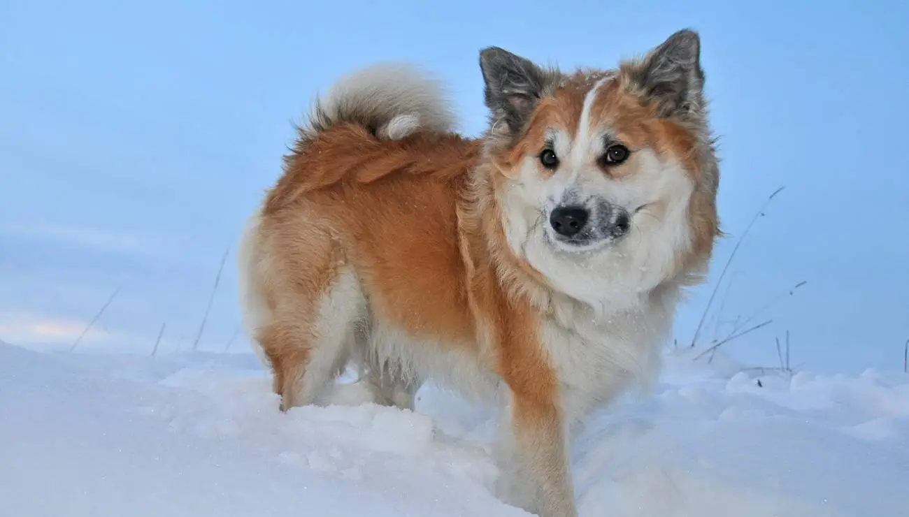 Chien de Berger Islandais