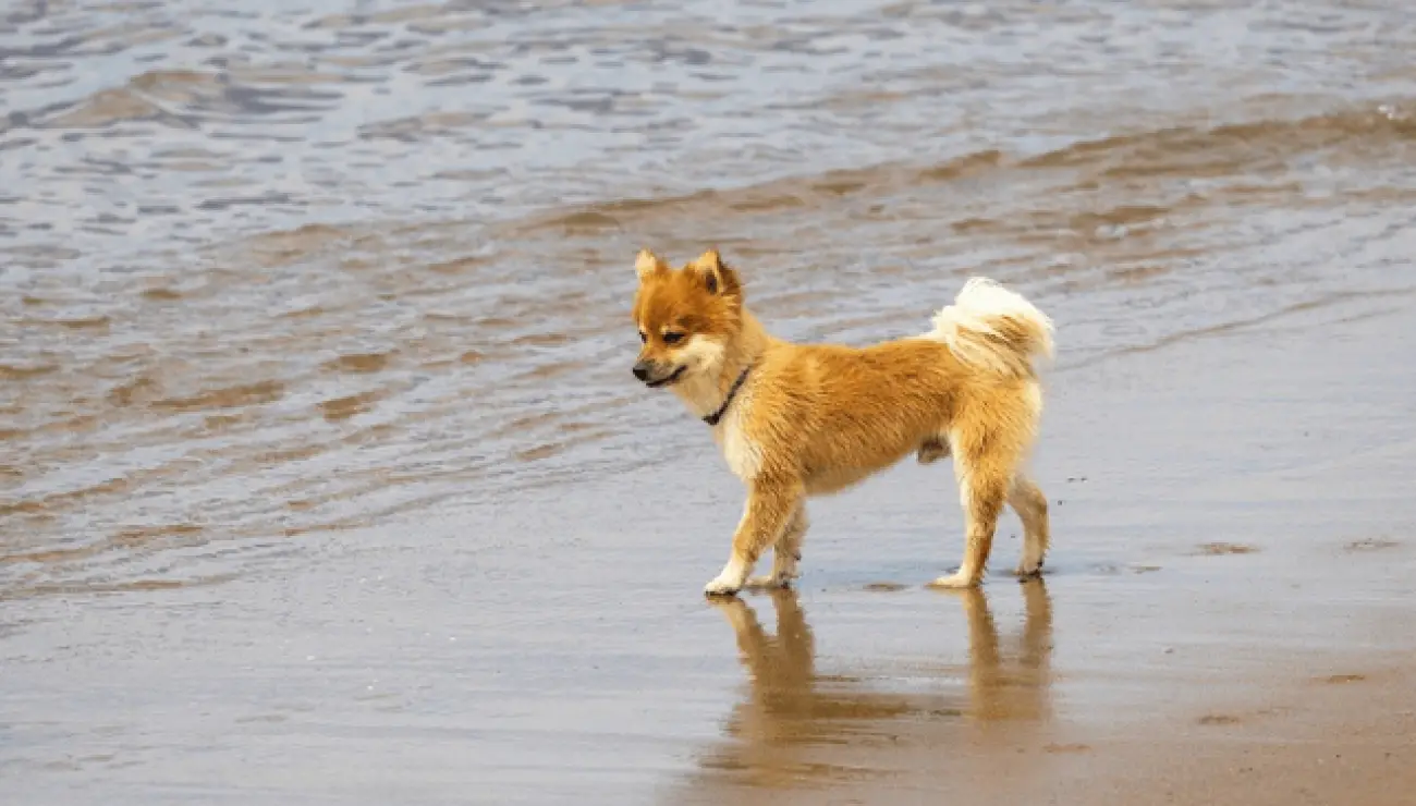 Chien de Berger Islandais 0