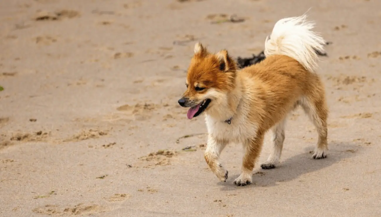 Chien de Berger Islandais 1