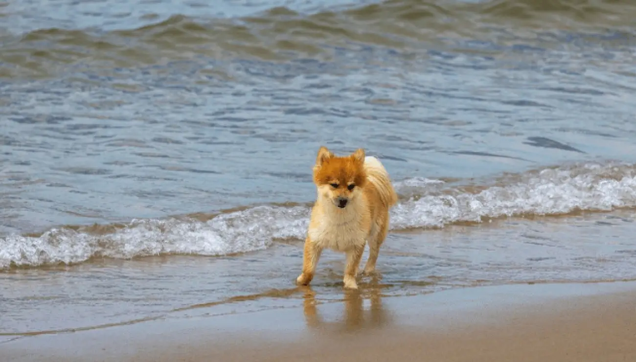 Chien de Berger Islandais 2