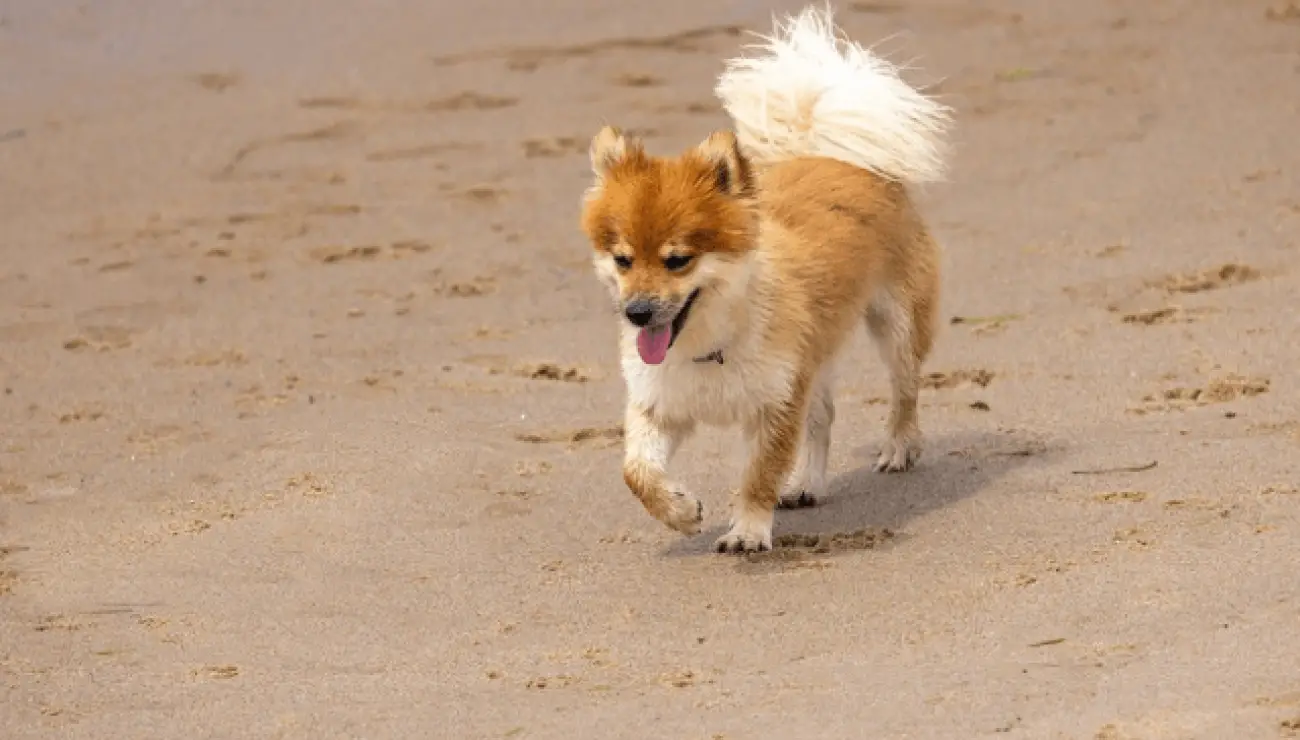 Icelandic Sheepdog 4