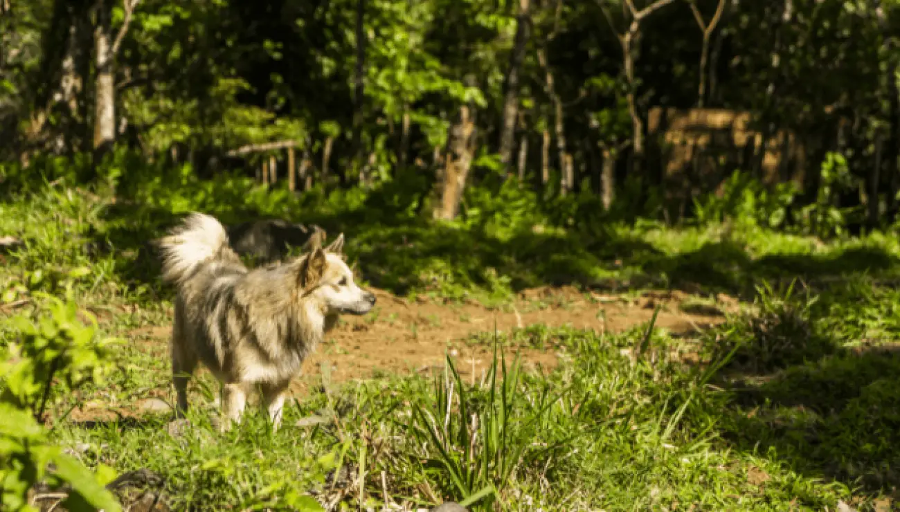 Chien de Berger Islandais 3