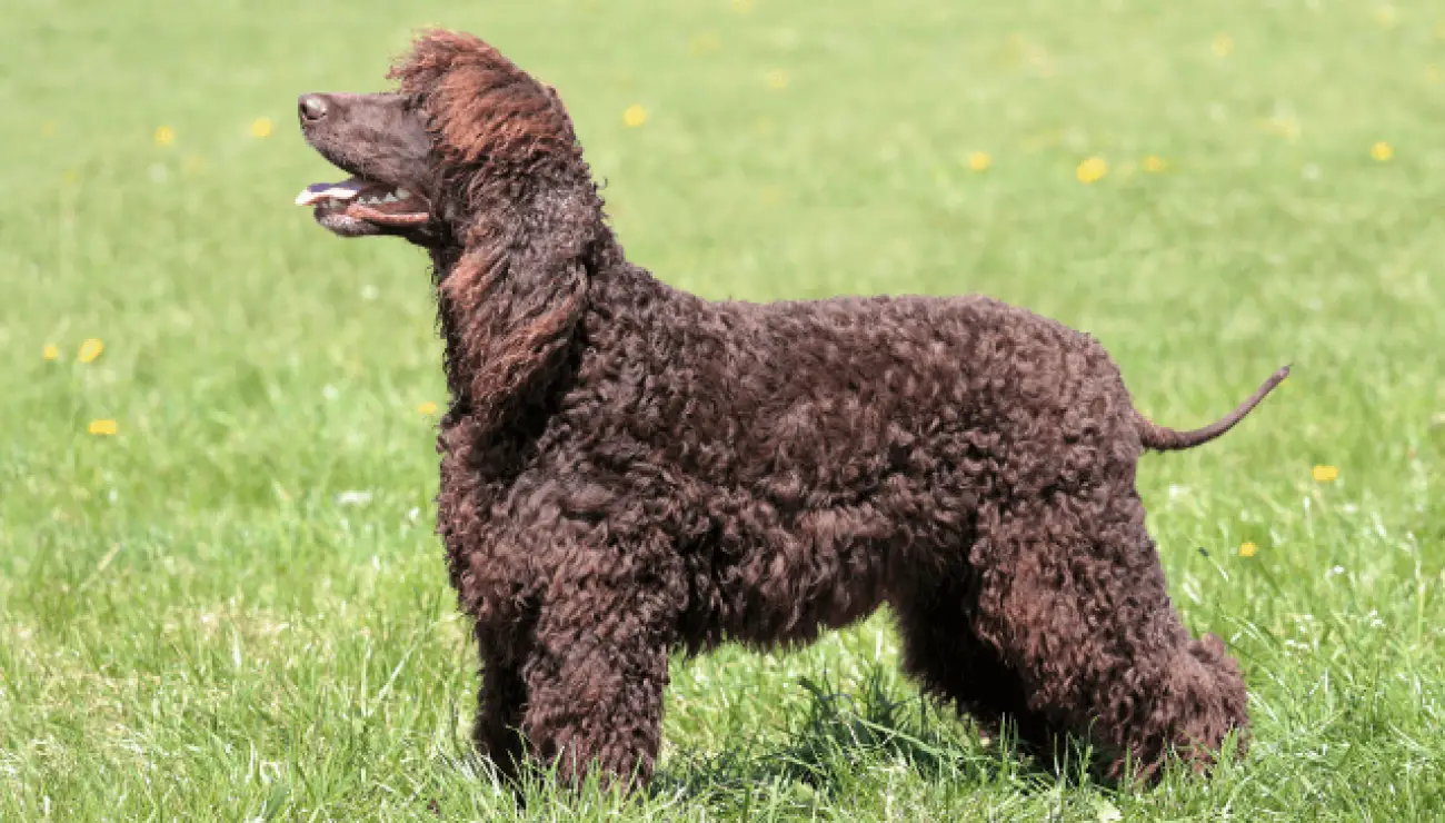 Irish Water Spaniel 1