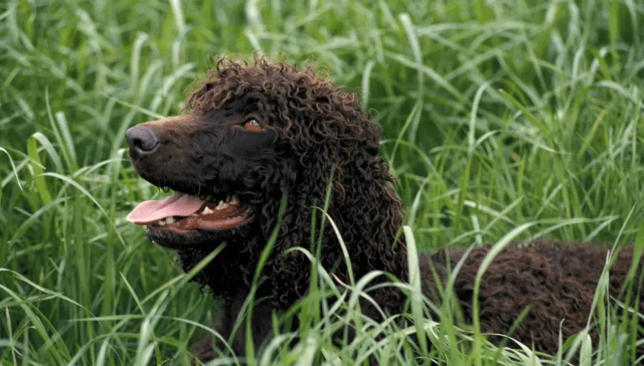 Chien d'eau Irlandais 0