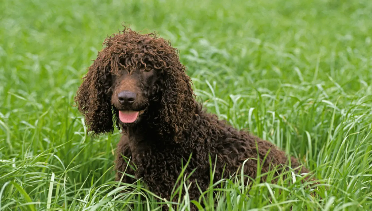 Perro de Agua Irlandés