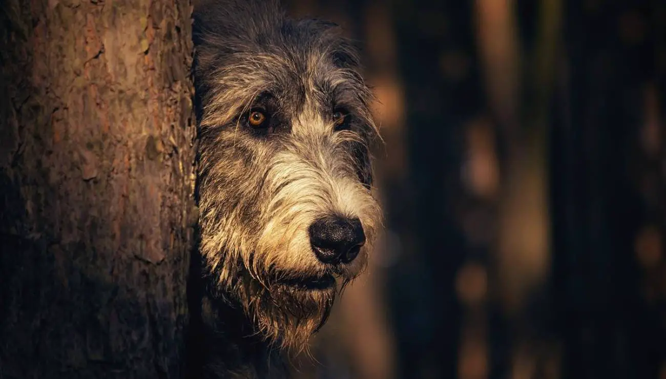 Irish Wolfhound 1