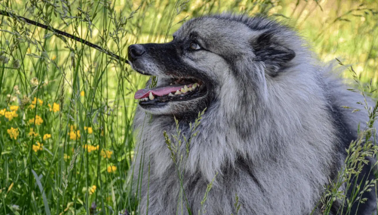 Deutscher Spitz - keeshond 1