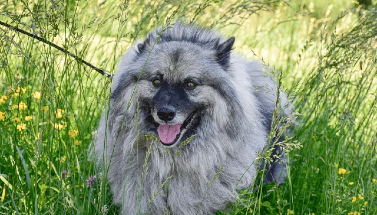 German Spitz - Keeshond 2