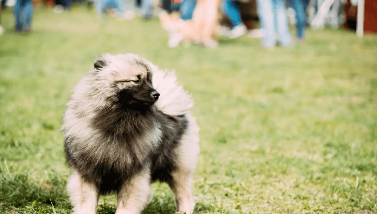 Spitz Allemand Keeshond 3