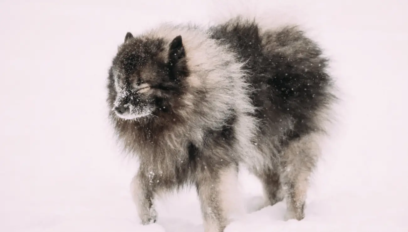 Spitz Allemand Keeshond 4