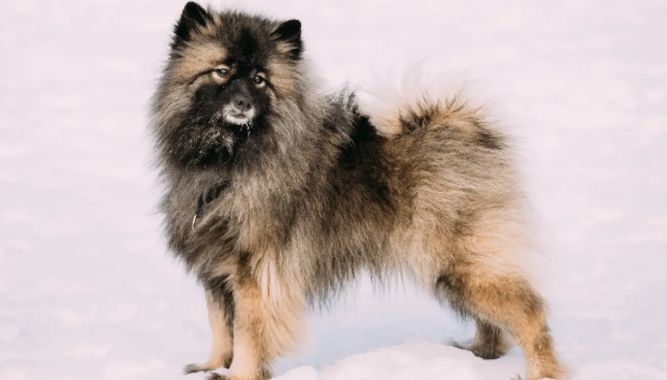 German Spitz - Keeshond 0