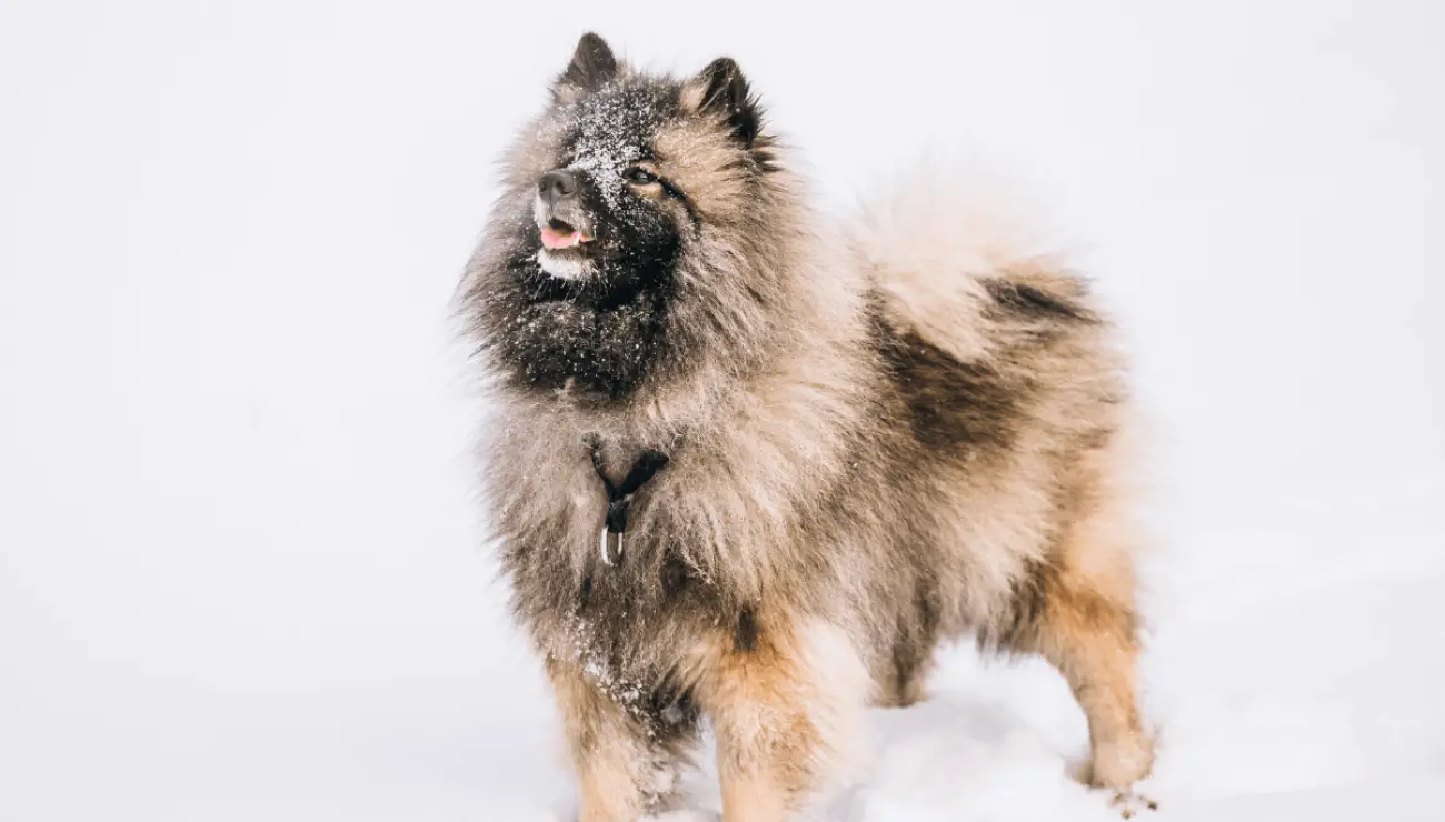 Deutscher Spitz - keeshond