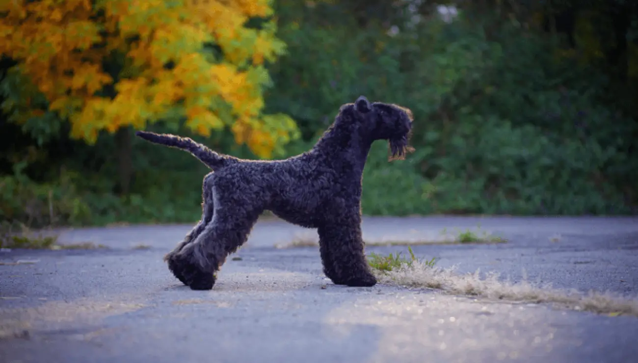 Kerry Blue Terrier 0