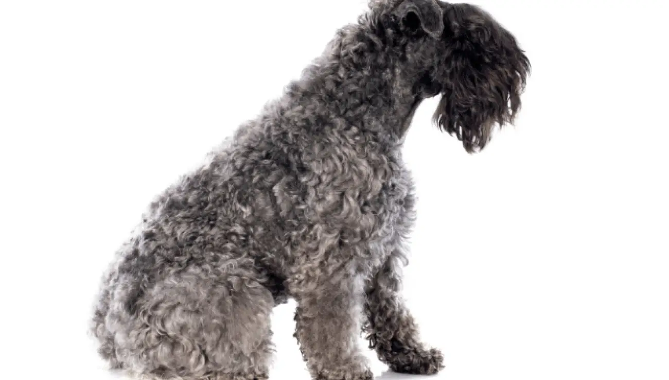 Kerry Blue Terrier 2