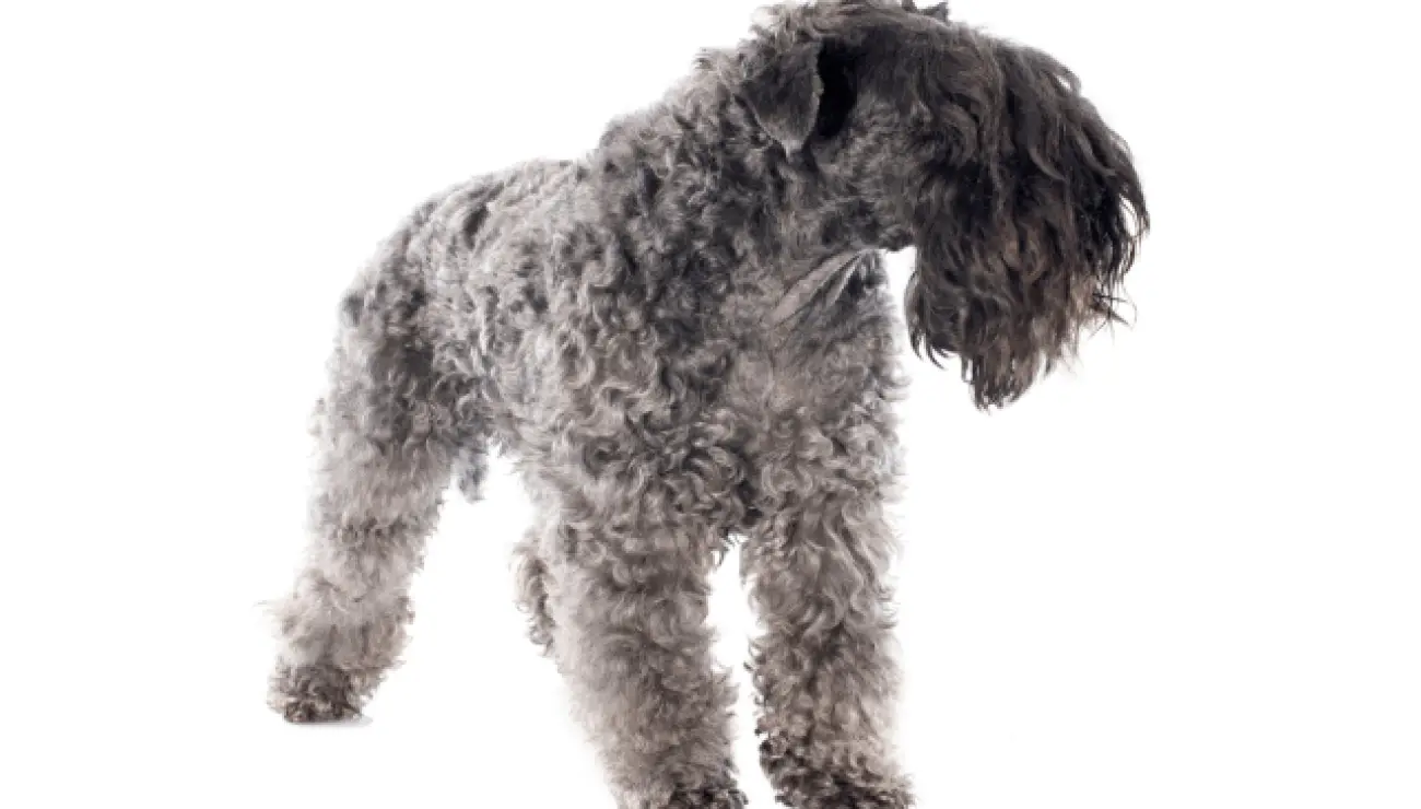 Kerry Blue Terrier 3