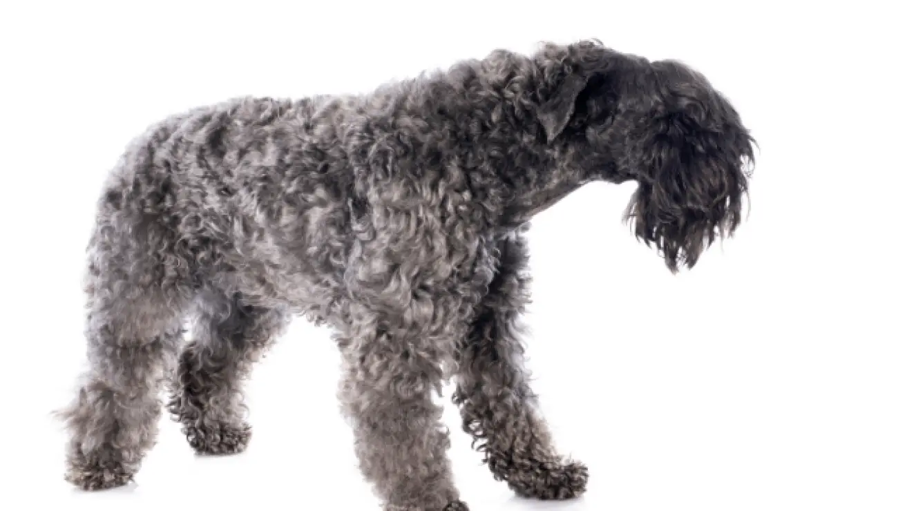 Kerry Blue Terrier 1