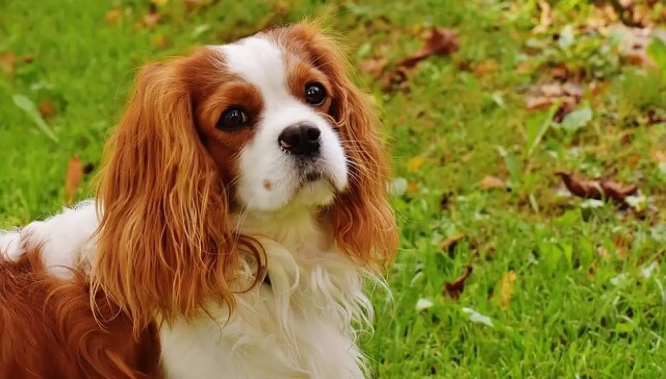 King Charles Spaniel 0