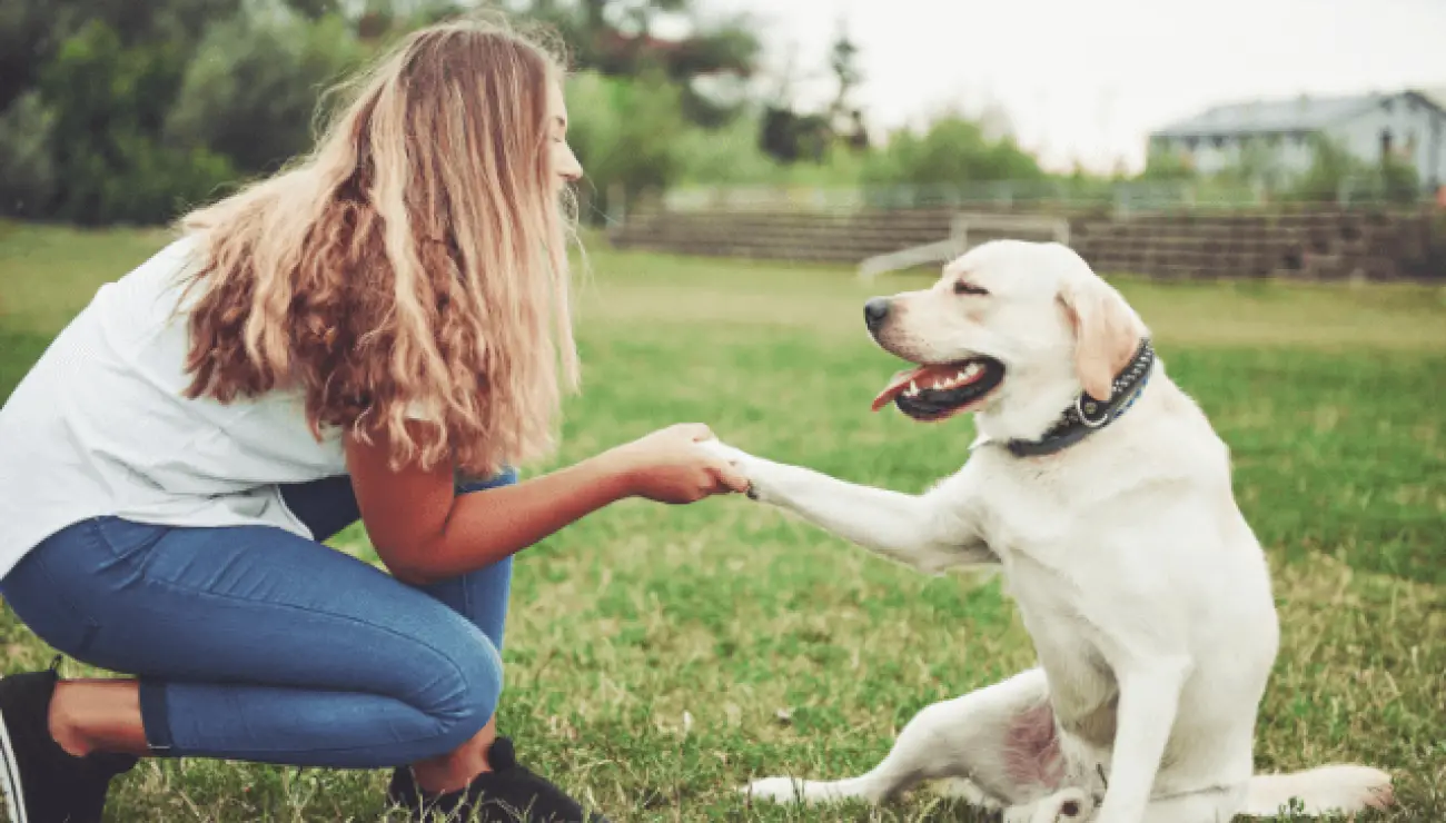 Retriever du Labrador 0