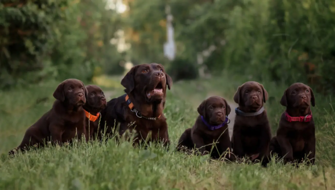 Retriever du Labrador 1