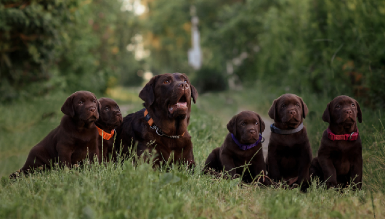 mogu li labrador retriveri biti agresivni