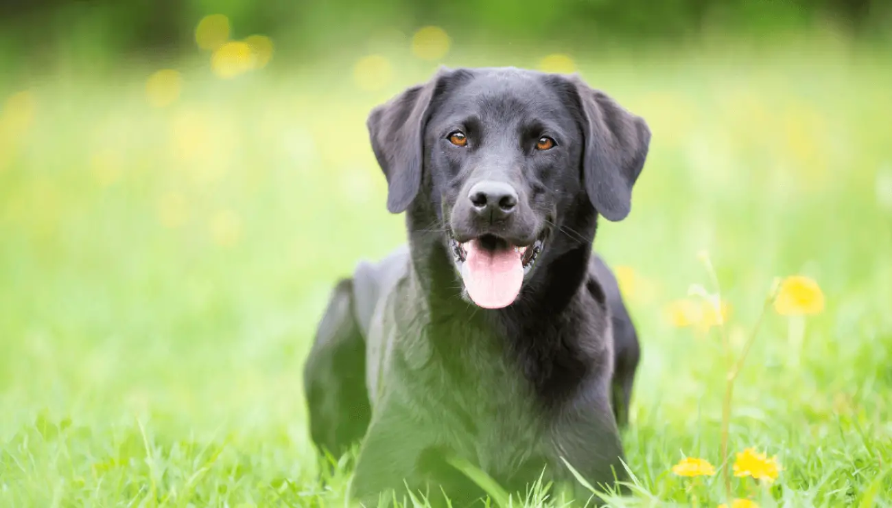 Labrador retriver