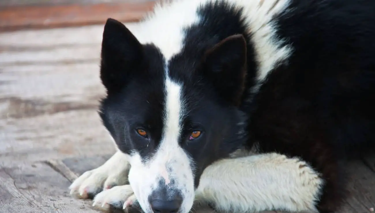 Laika Della Siberia Orientale