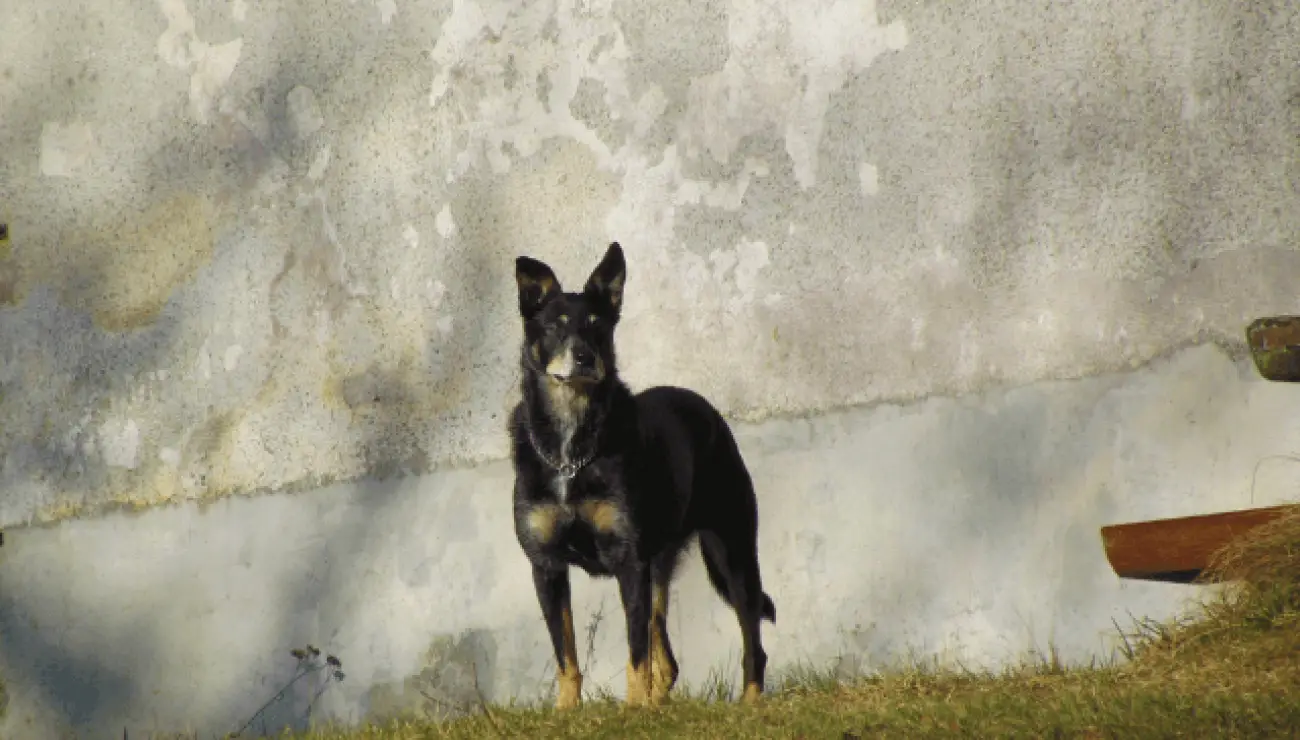 Lancashire Heeler 0