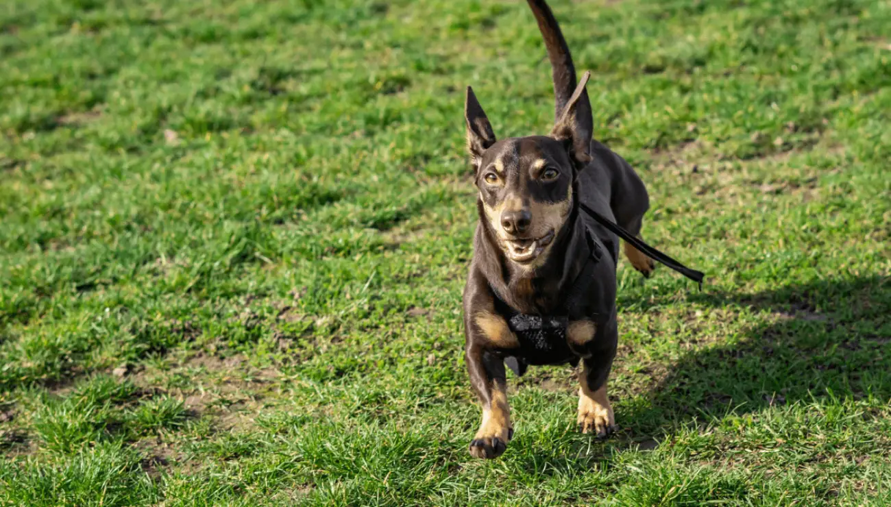 Lancashire Heeler